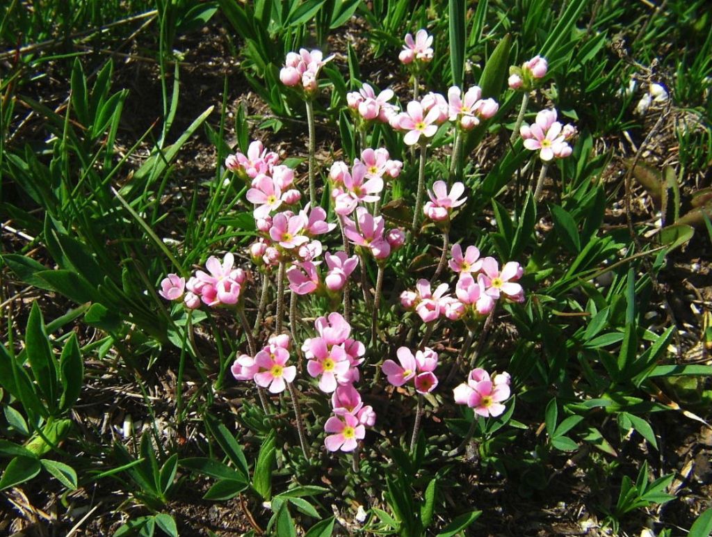 Androsace adfinis subsp. puberula / Androsace carnicina